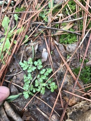 Sceptridium lunarioides