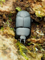 Hololepta aequalis