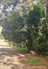 Diospyros malabarica