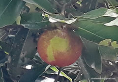 Diospyros malabarica