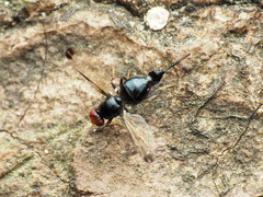 Pseudoseioptera albipes