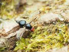 Pseudoseioptera albipes