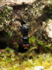 Pseudoseioptera albipes