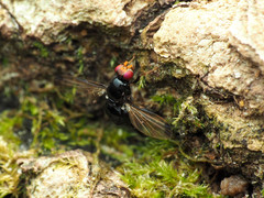 Pseudoseioptera albipes