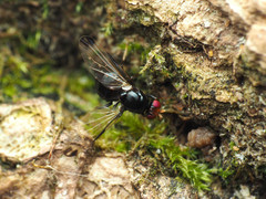 Pseudoseioptera albipes