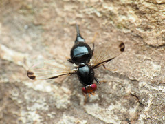Pseudoseioptera albipes