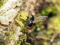Pseudoseioptera albipes