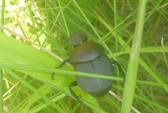 Canthon chalcites