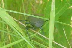 Canthon chalcites