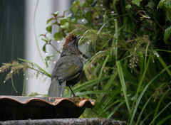 Trochalopteron melanostigma