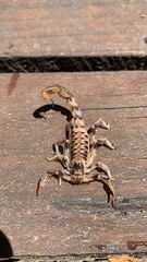 Urophonius tregualemuensis