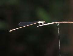 Aciagrion pallidum