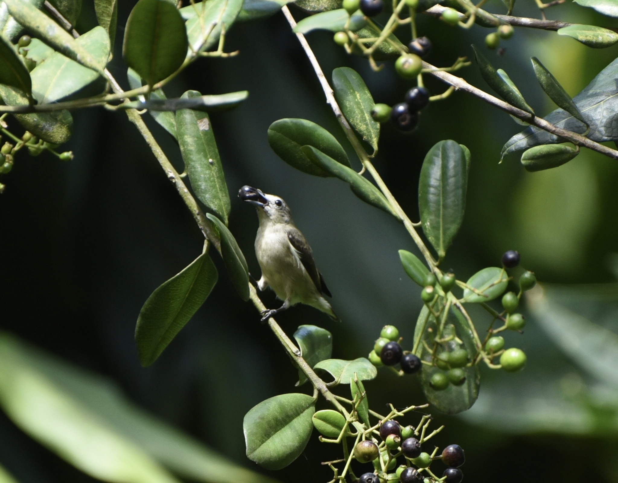 Nilgiri Flowerpecker