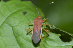 Anasa varicornis