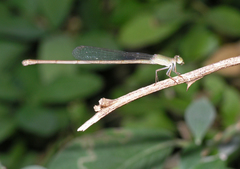 Ceriagrion olivaceum