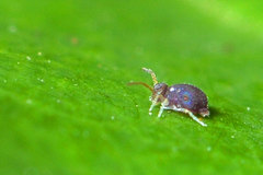 Deuterosminthurus pallipes