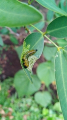 Adurgoa gonagra