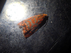 Loboschiza subrectangulata