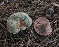 Lactarius vinosus