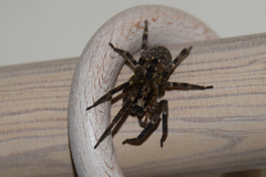 Zoropsis spinimana