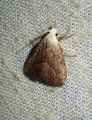 Meganola brunellus
