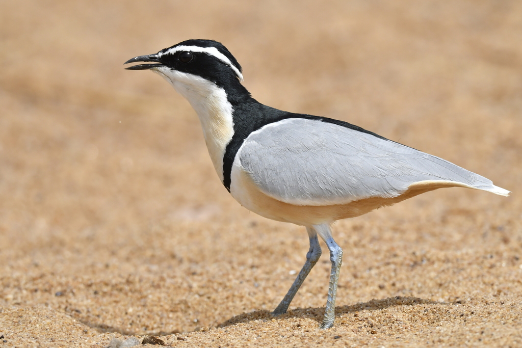 Egyptian Plover (Pluvianus aegyptius) photo
