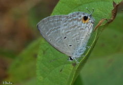 Catochrysops panormus