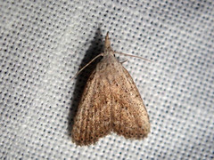 Meganola brunellus