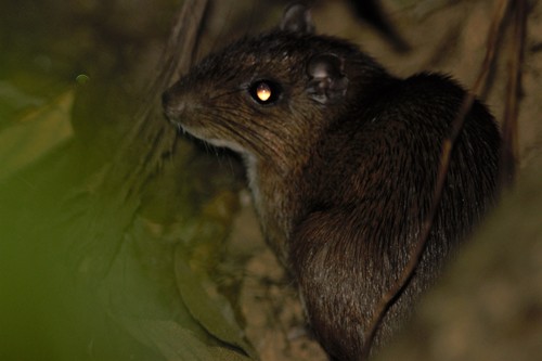Tome's Spiny-rat