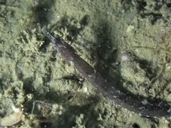 Micrognathus