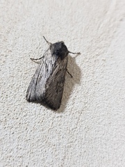 Cucullia calendulae