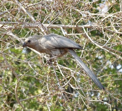 Corythaixoides concolor concolor
