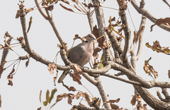 Streptopelia vinacea