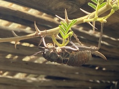 Acanthoplus