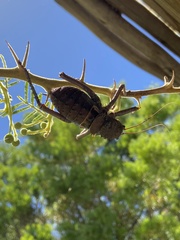 Acanthoplus