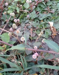 Persicaria capitata