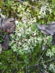 Cladonia convoluta