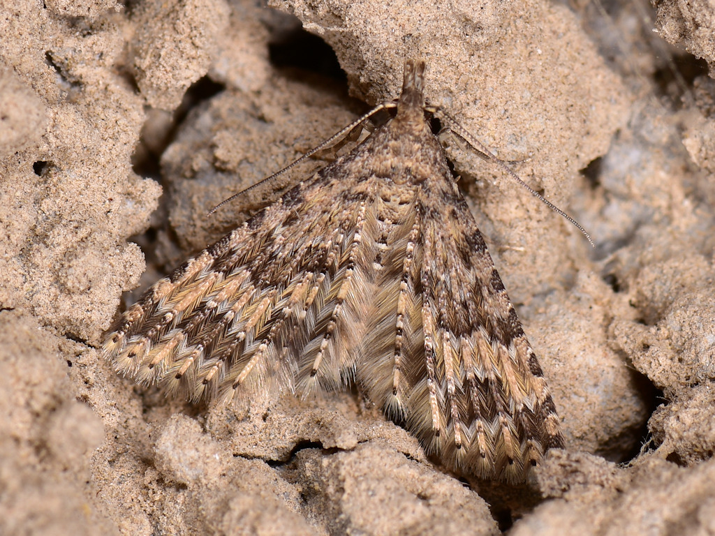 Alucita cymatodactyla