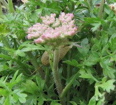 Daucus carota gummifer