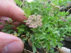Daucus carota gummifer