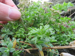 Daucus carota gummifer