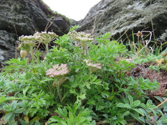 Daucus carota gummifer