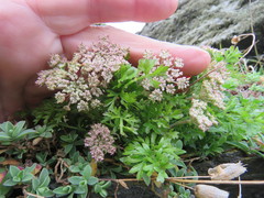 Daucus carota gummifer
