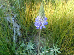 Lupinus lepidus sellulus