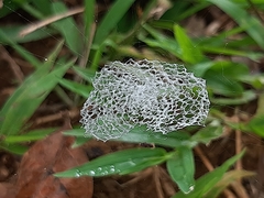 Zosis