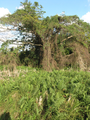 Ceriagrion olivaceum