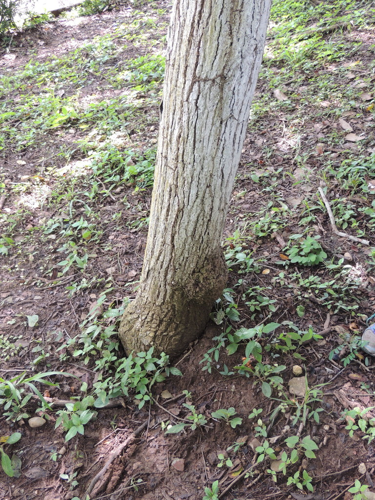 Olla de Mono (Las Plantas del Ekoparque Luna Forest Guía de Campo ...