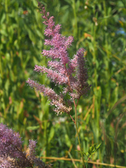 Astilbe × arendsii