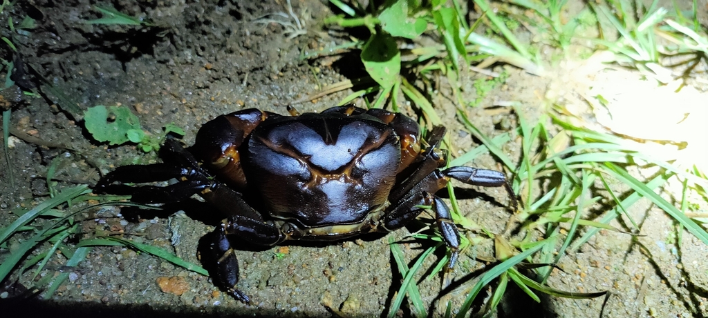 Travancoriana schirnerae