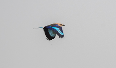 Coracias cyanogaster